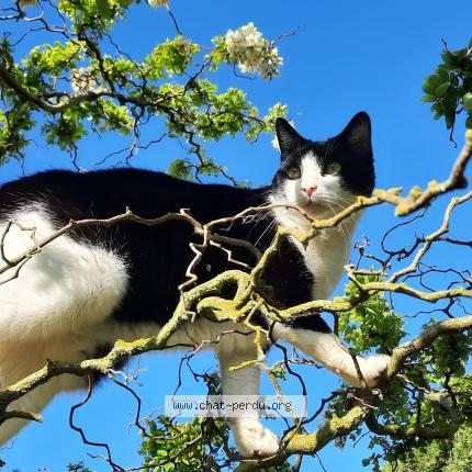 Photo 1/1 Comète Chat perdu à Barneville carteret