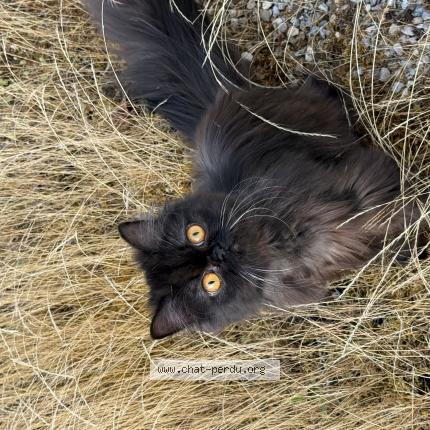 Photo 1/1 Chat retrouvé Perdu à Montbonnot saint martin