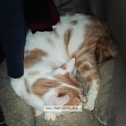 Photo de chat perdu à Pessac