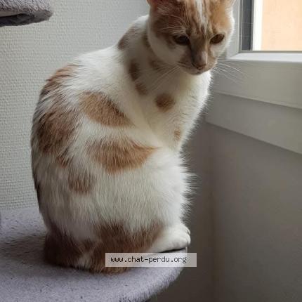 Photo 2/2 Chat retrouvé Perdu à Pessac