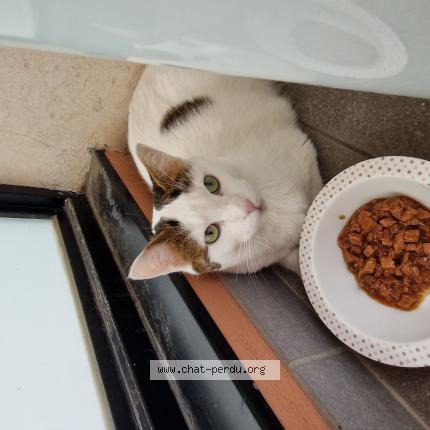 Photo 1/1 Chat retrouvé Trouvé à Villejuif