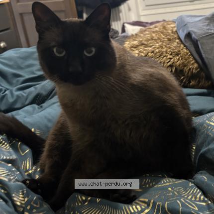 Photo de chat perdu à Changis Sur Marne