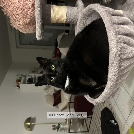 Photo de chat perdu à Haguenau