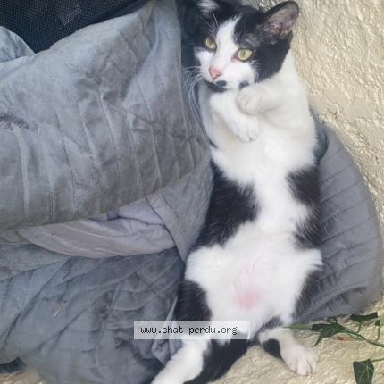 Photo 1/1 Cookie Chat perdu à Saint quentin