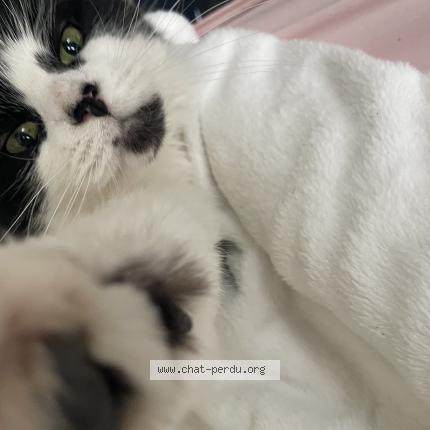 Photo 1/1 Sweety Chat perdu à La saussaye