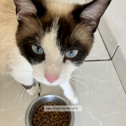 Photo de chat perdu à Saint Louis