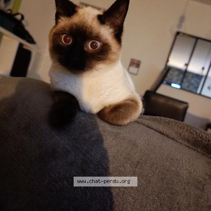 Photo 1/1 Praline Chat perdu à Sore