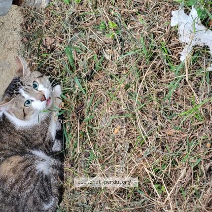 Photo de chat trouvé à Rennes