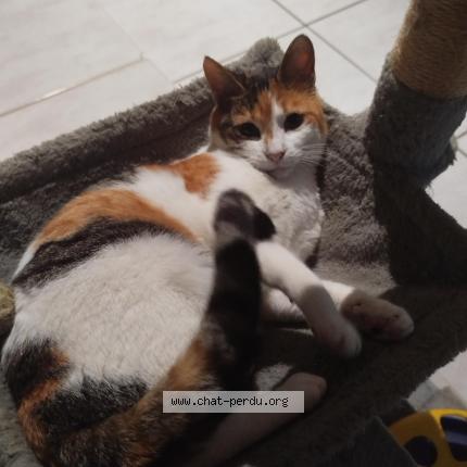 Photo 1/1 Chat retrouvé Perdu à Montpellier