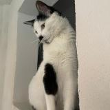 Photo de chat perdu à Mexico