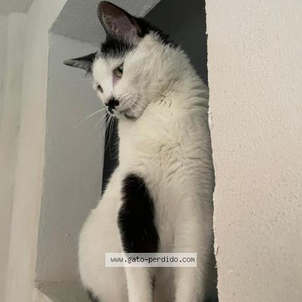 Photo 1/1 Blanquita Chat perdu à Mexico