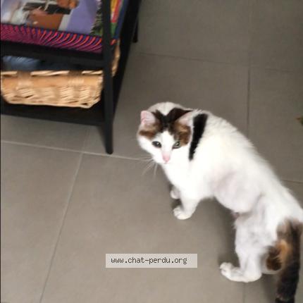 Photo 1/1 Pashmyna Chat perdu à Avon