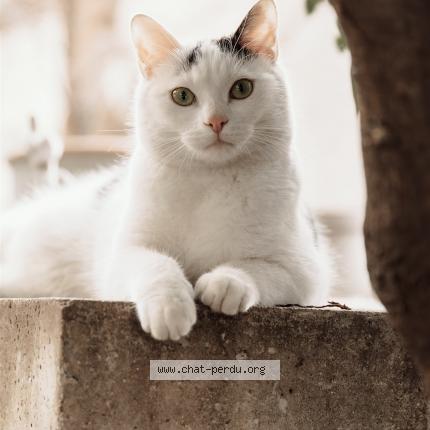 Photo de chat perdu à Lyon