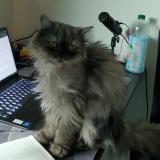 Photo de chat perdu à Lahore