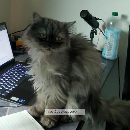 Photo 1/1 Ash Chat perdu à Lahore