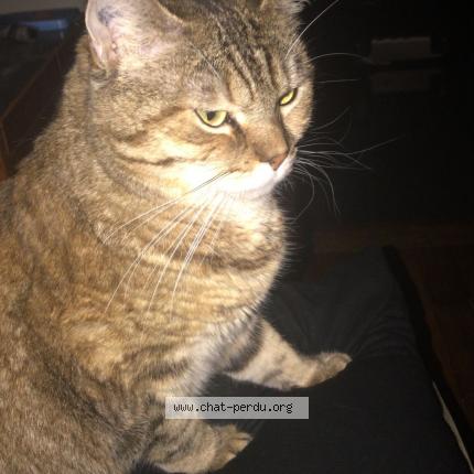 Photo de chat perdu à Aubervilliers