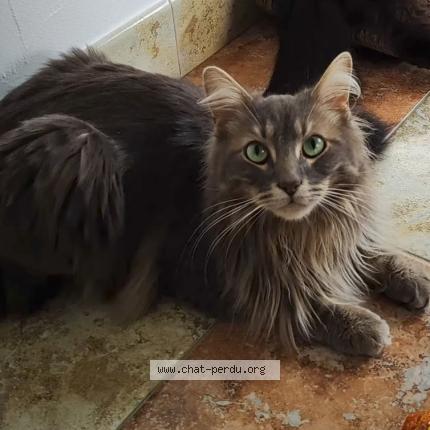 Photo 1/1 Chat retrouvé Perdu à 17220 clavette