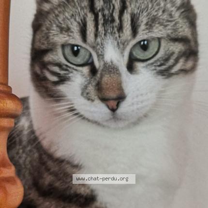 Photo de chat perdu à Breuillet