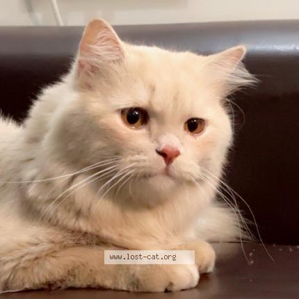 Photo 1/1 Pumba Chat perdu à Gurugram