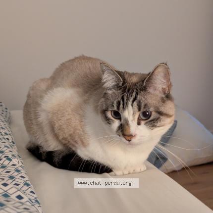 Photo 1/1 Yuki Chat perdu à Rouen