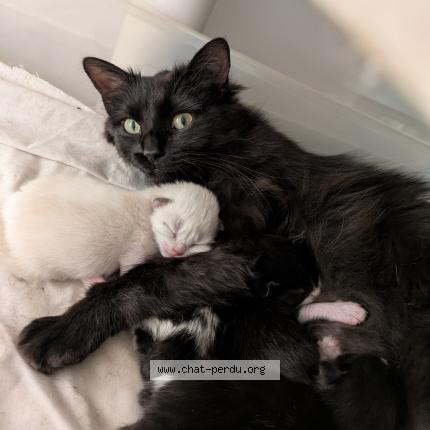 Photo 1/1 Bibicha Chat perdu à Les gonds