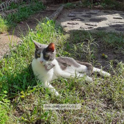Photo 1/1 Chat retrouvé Perdu à Verdun