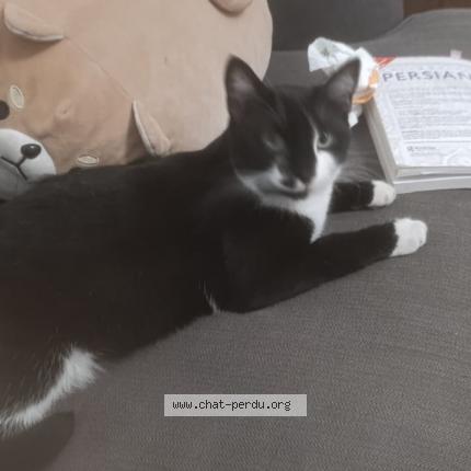 Photo de chat perdu à Strasbourg