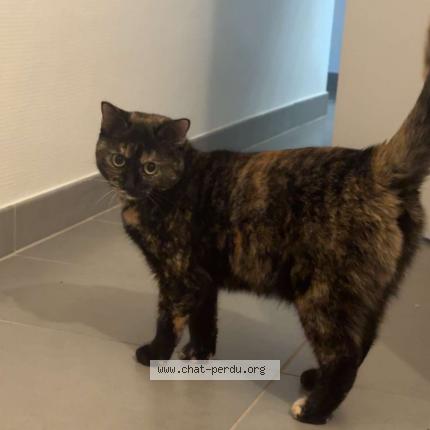Photo de chat perdu à Heillecourt