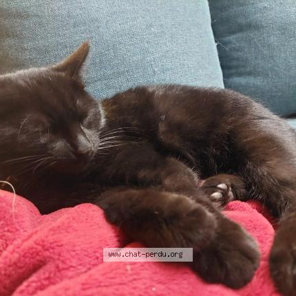 Photo de chat perdu à Saint Germain Des Pres