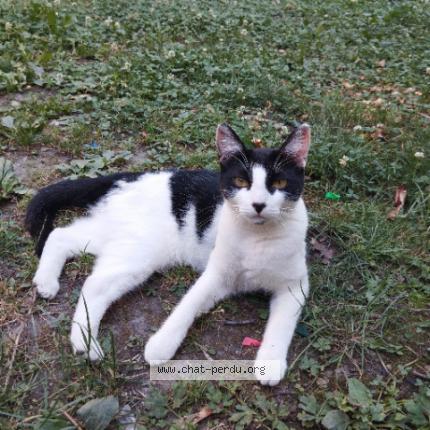 871751 lune chat perdu à VEUREY VOROIZE - Chat Perdu France
