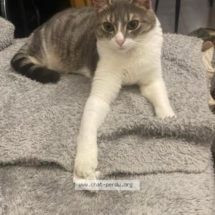 Photo 1/1 Chat retrouvé Perdu à Nanterre Ville