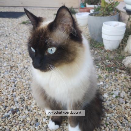 Photo de chat perdu à Lancon De Provence