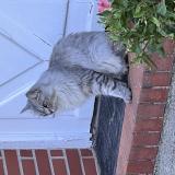 Photo de chat perdu à Conflans Sainte Honorine