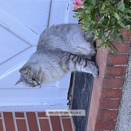 Photo 1/1 Chat retrouvé Perdu à Conflans sainte honorine