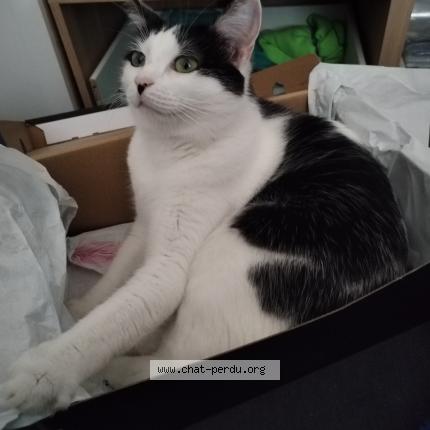 Photo de chat perdu à Amiens