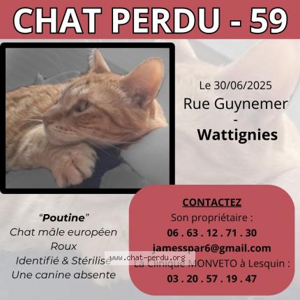 Photo 1/1 Poutine Chat perdu à Wattignies