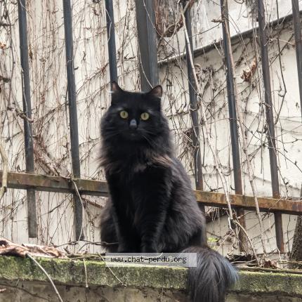 Photo 1/1 Chat retrouvé Perdu à Paris