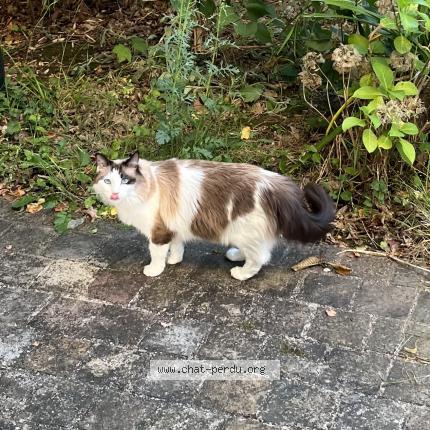 Photo 1/1 Poppy Chat perdu à Villemoisson sur orge