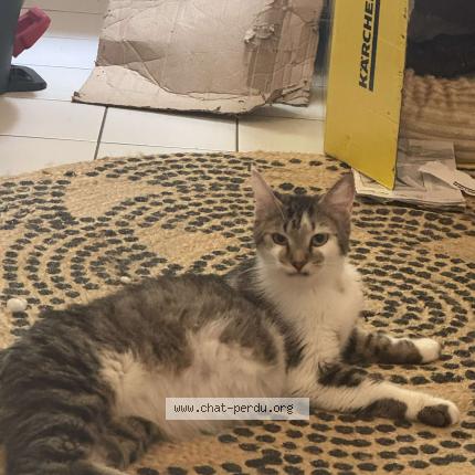 871778 Neyla chat perdu à TOURS - Chat Perdu France