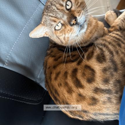 Photo 1/1 Messi Chat perdu à Saint clement de riviere