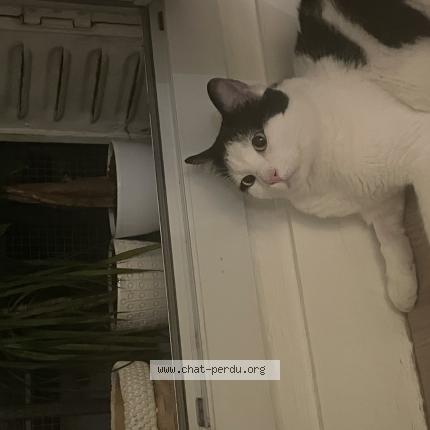 Photo 1/1 Chat retrouvé Perdu à Paris 15e