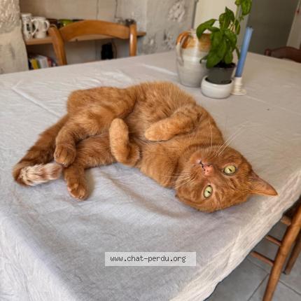 Photo de chat perdu à Avignon