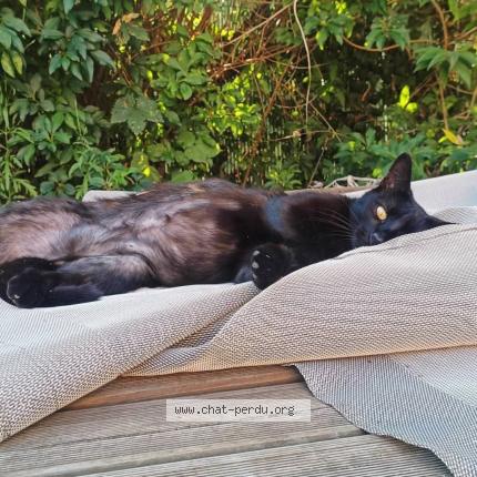 Photo de chat perdu à Bourgoin Jallieu