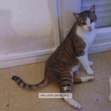 Photo 1/1 Chat retrouvé Perdu à Fecamp