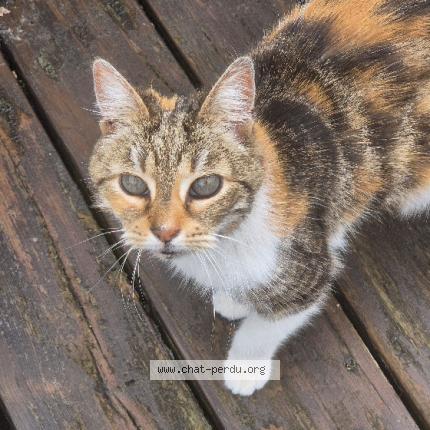Photo de chat trouvé à Annoeullin