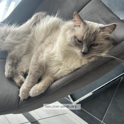 Photo de chat perdu à Noeux Les Mines