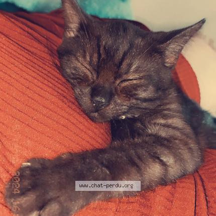 Photo 1/1 Chat retrouvé Perdu à Margny Les Compiegne