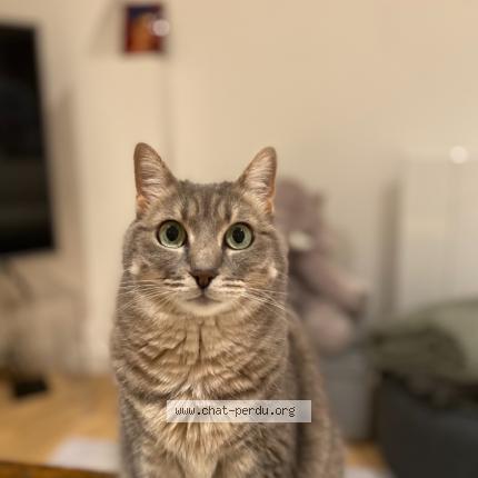 Photo de chat perdu à Annecy Le Vieux