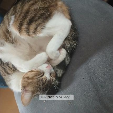 Photo 1/1 Valentine Chat perdu à Douarnenez