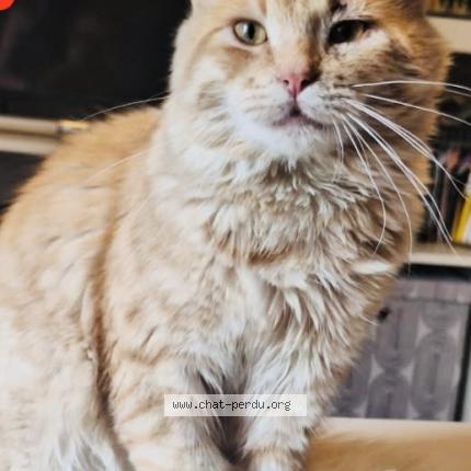 Photo 2/2 Yoda Chat perdu à Bourg saint christophe